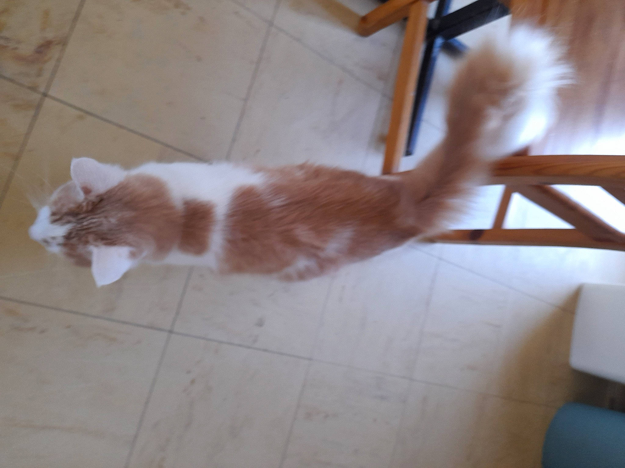 Guizmo participe au concours pour gagner de l'argent avec cette photo : brown, carnivore, cat, domestic_short_haired_cat, fawn, felidae, floor, flooring, foot, fur, hardwood, human_leg, paw, room, small_to_medium_sized_cats, tail, terrestrial_animal, whiskers, wood, wood_stain