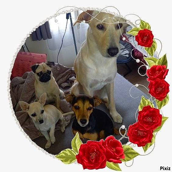 Tania participe au concours pour gagner de l'argent avec cette photo : carnivore, chair, collar, companion_dog, dishware, dog, dog_breed, dog_collar, dog_supply, drinkware, fawn, flower, pet_supply, petal, plant, product, rose, serveware, tableware, working_animal