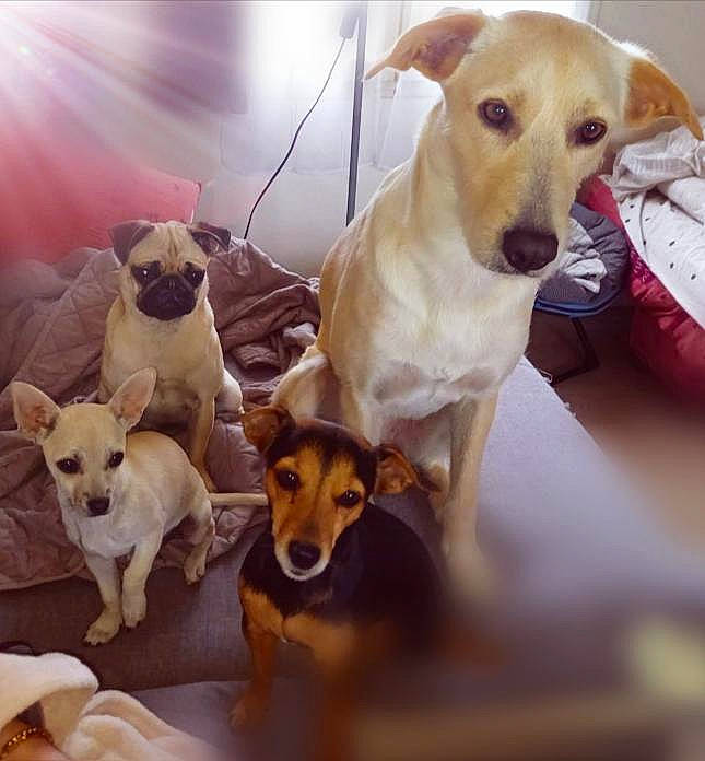 Tania a rejoint le concours — aidez-le/la à gagner de superbes lots ! canidae, carnivore, chair, collar, companion_dog, dog, dog_breed, dog_collar, dog_supply, fawn, mammal, paw, pet_supply, snout, sporting_group, tail, toy, toy_dog, whiskers, working_animal