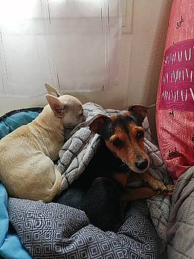 Tania participe au concours pour gagner de l'argent avec cette photo : canidae, carnivore, comfort, companion_dog, dog, dog_breed, dog_supply, fawn, felidae, fur, linens, nap, room, sighthound, sleep, small_to_medium_sized_cats, snout, sporting_group, whiskers, working_animal