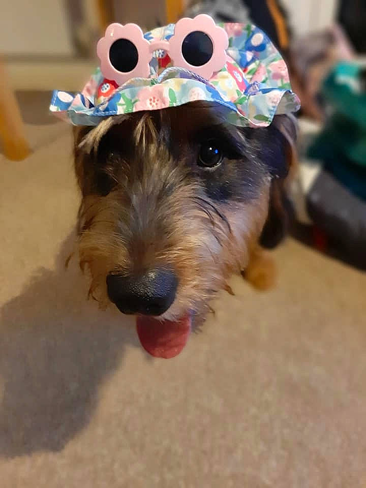 Bernerd Aka Birdie joined the competition — help win amazing prizes! canidae, carnivore, dog, dog_breed, mammal, puppy, rare_breed_dog, snout, sporting_group, terrier