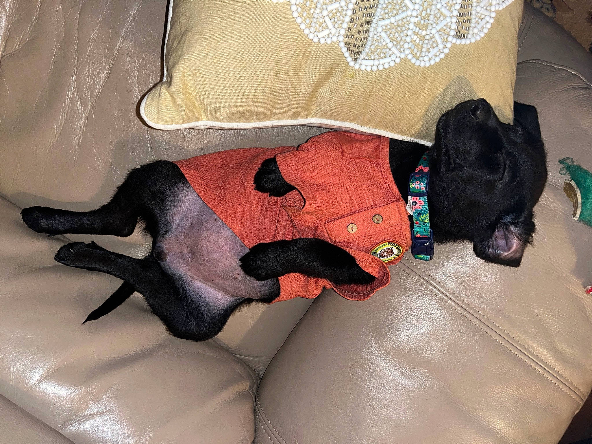 Tilley is registered to the contest to win money with this photo: canidae, carmine, carnivore, comfort, companion_dog, dog, dog_breed, dog_supply, fawn, fur, linens, non_sporting_group, room, sleeve, snout, sporting_group, tail, working_animal