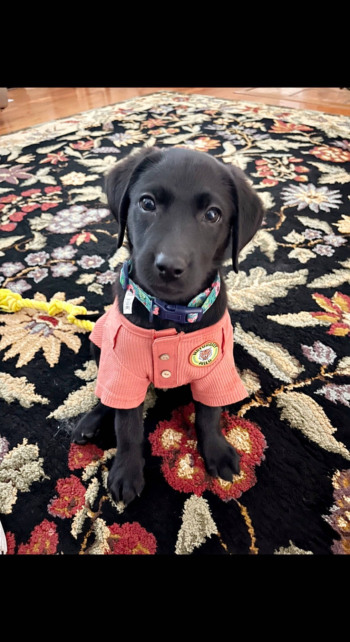 Tilley is registered to the contest to win money with this photo: canidae, carnivore, collar, companion_dog, dog, dog_breed, dog_clothes, dog_collar, dog_supply, fashion_accessory, fawn, leash, liver, pattern, personal_protective_equipment, pet_supply, pink, snout, sporting_group, working_animal