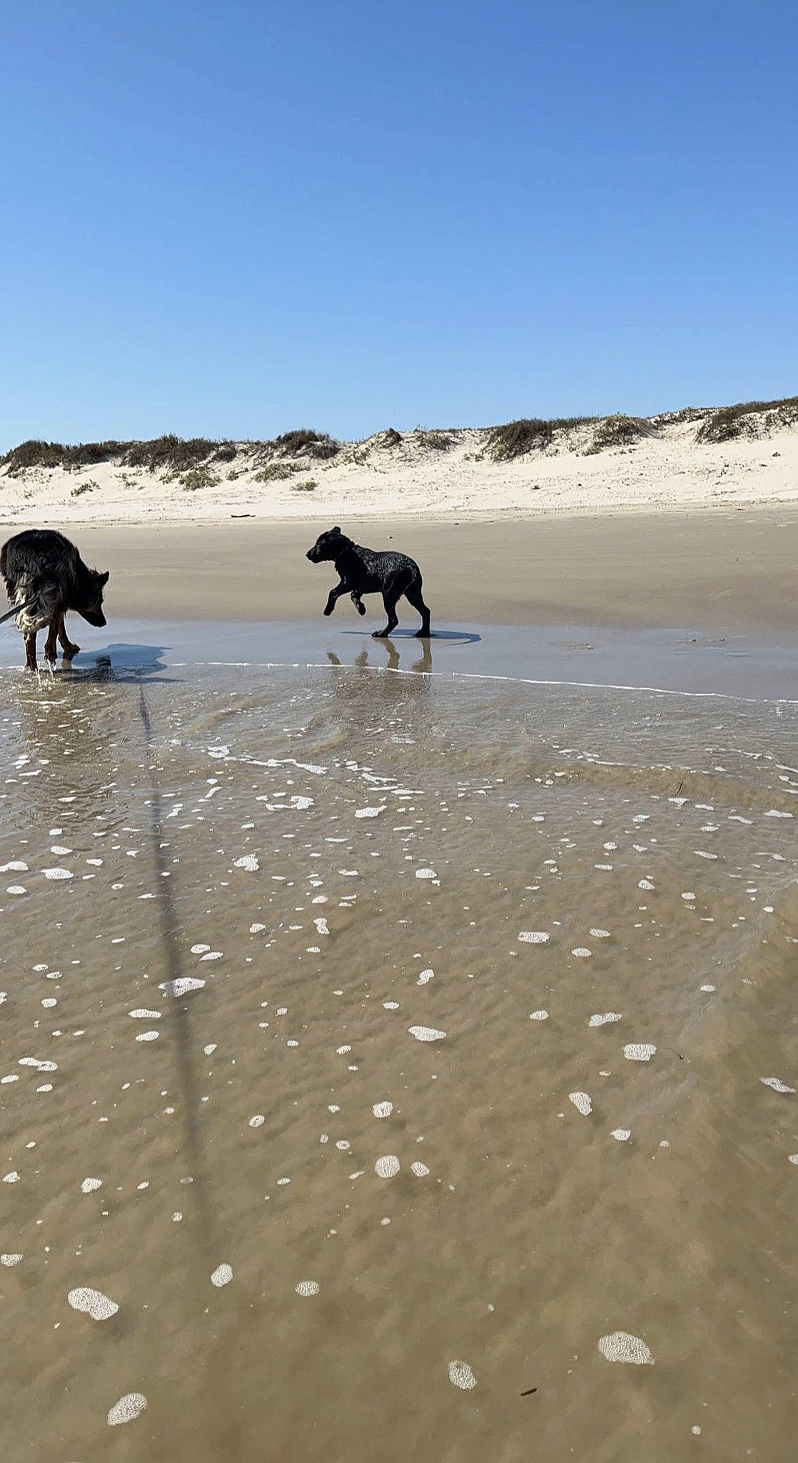Tilley joined the competition — help win amazing prizes! beach, body_of_water, canidae, carnivore, coast, dog, dog_breed, fawn, freezing, horizon, ice_cap, landscape, recreation, sand, shore, sky, sporting_group, water, winter, working_animal
