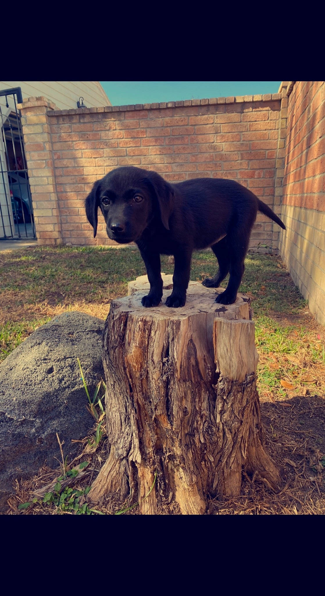 Tilley is registered to the contest to win money with this photo: art, canidae, carnivore, companion_dog, dog, dog_breed, fawn, grass, liver, plant, sculpture, snout, statue, tail, terrestrial_animal, tints_and_shades, tree, window, wood, working_animal