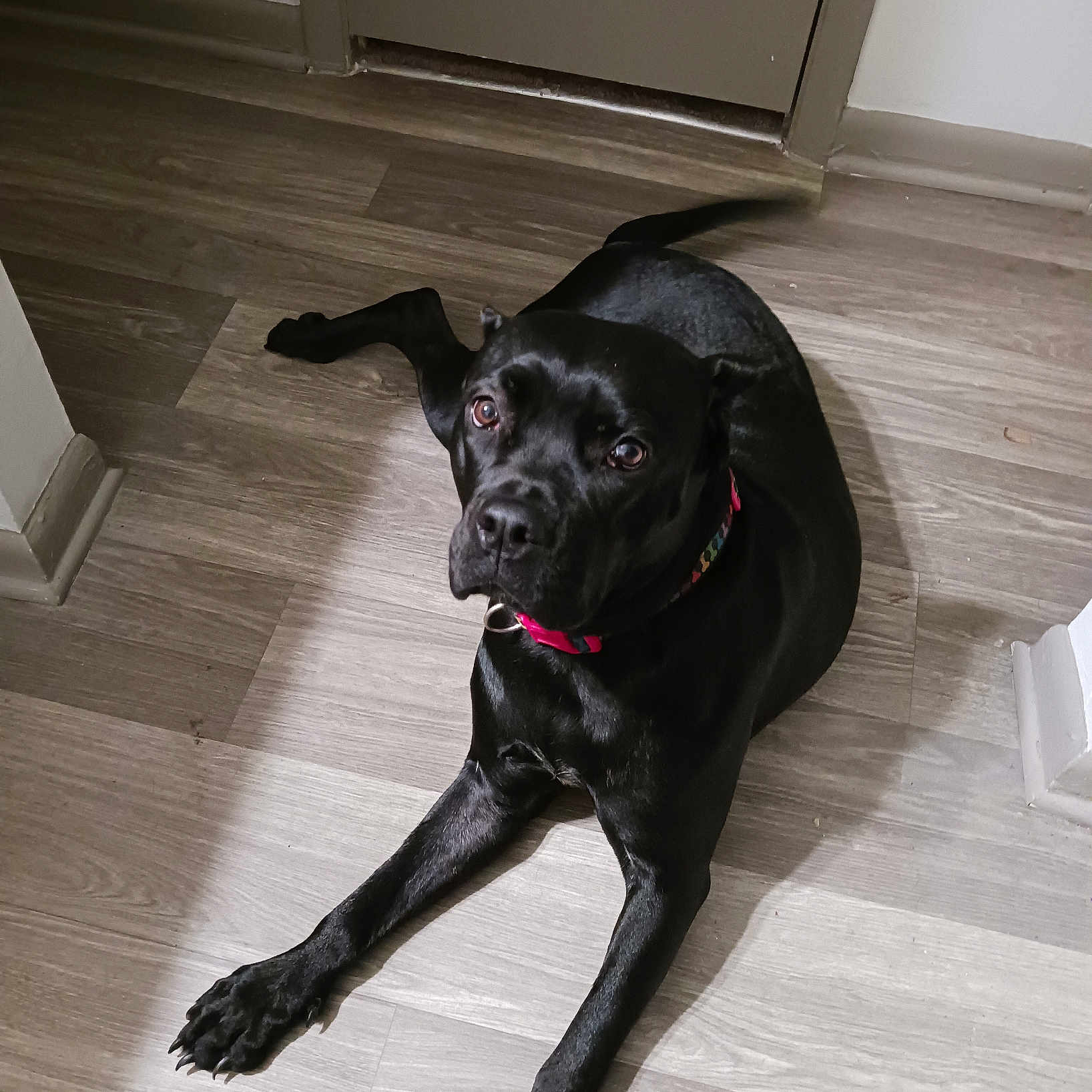 Midnight joined the competition — help win amazing prizes! animal, black_dog, bright_light, canine, collar, curious, dog, domestic_animal, ears, floor, fur, indoor, laying_down, looking_up, mammal, paw, pet, snout, tail, wooden_floor