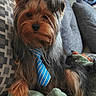 dog, yorkshire_terrier, small_dog, pet, portrait, tie, blue_tie, long_hair, brown_fur, gray_fur, sitting, couch, sofa, stuffed_animal, toy, indoors, living_room, cushion, groomed, cute