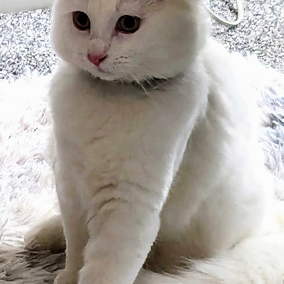 Casper is registered to the contest to win money with this photo: abyssinian, angora, animal, bird, cat, egyptiancat, homedecor, kitten, manx, pet, siamese