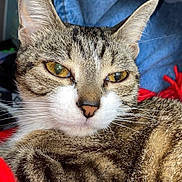 Yoona participe au concours pour gagner de l'argent avec cette photo : cat, tabby, close_up, portrait, golden_eyes, whiskers, fur, relaxed, animal, pet, mammal, indoor, cozy, red_blanket, blue_fabric, striped, cute, domestic_cat, feline, resting