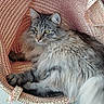Willow participe au concours pour gagner de l'argent avec cette photo : cat, tabby_cat, fluffy, basket, woven_basket, indoor, pet, animal, relaxed, fur, yellow_eyes, curious, resting, cozy, feline, closeup, texture, home, cute, soft