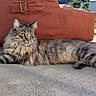 Willow participe au concours pour gagner de l'argent avec cette photo : cat, fluffy_cat, tabby_cat, outdoor, sunlight, patio, concrete, bean_bag, relaxing, green_grass, wall, feline, animal, resting, long_hair, striped, yellow_eyes, nature, daylight, peaceful