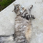 Willow participe au concours pour gagner de l'argent avec cette photo : cat, fluffy, bow_tie, outdoor, concrete, greenery, pets, feline, cute, relaxed, lying_down, portrait, whiskers, tail, striped, animal, domestic, fur, gray, adorable