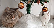 Willow a rejoint le concours — aidez-le/la à gagner de superbes lots ! cat, christmas_tree, companions, cozy, cute_animals, decorations, festive, floor, fluffy_cat, fur, holiday, holiday_decor, indoor, orange_baubles, ornaments, pets, rabbit, relaxing, tree_skirt, white_rabbit