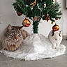 cat, rabbit, christmas_tree, ornaments, indoor, holiday, decorations, fluffy_cat, white_rabbit, festive, tree_skirt, orange_baubles, pets, cozy, floor, fur, cute_animals, holiday_decor, relaxing, companions