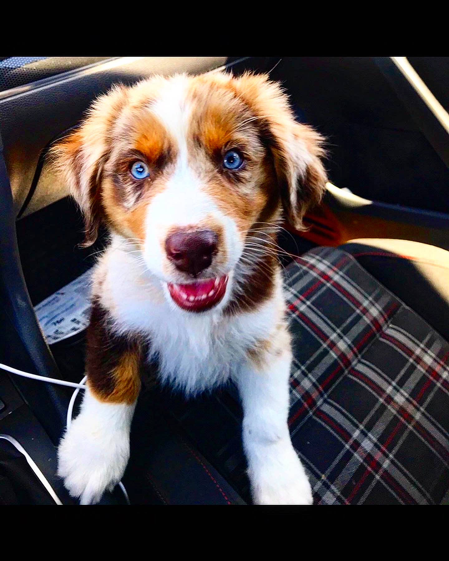 Lucky is registered to the contest to win money with this photo: canidae, carnivore, companion_dog, dog, dog_breed, fur, herding_dog, pattern, paw, plaid, plant, puppy, tartan, whiskers, working_dog