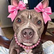 Betty is registered to the contest to win money with this photo: accessories, bed, blanket, blue_eyes, brown_fur, chair, close_up, dog, fashionable, floppy_ears, front_facing, heart_pendant, home, indoors, pearl_necklace, pet, pink_bows, portrait, puppy, serious_expression
