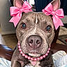 accessories, bed, blanket, blue_eyes, brown_fur, chair, close_up, dog, fashionable, floppy_ears, front_facing, heart_pendant, home, indoors, pearl_necklace, pet, pink_bows, portrait, puppy, serious_expression