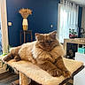 cat, fluffy, feline, pet, indoor, cat_tree, living_room, furniture, decor, blue_wall, vase, plant, curtains, wood_floor, window, relaxed, portrait, animal, cozy, domestic