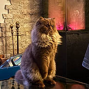 Walter participe au concours pour gagner de l'argent avec cette photo : cat, fluffy, sitting, table, glass_surface, fireplace, stone_wall, reflection, indoor, cozy, warm_lighting, pet, feline, fur, home_interior, decor, relaxed, looking_away, domestic_animal, mammal