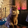 cat, fluffy, sitting, table, glass_surface, fireplace, stone_wall, reflection, indoor, cozy, warm_lighting, pet, feline, fur, home_interior, decor, relaxed, looking_away, domestic_animal, mammal