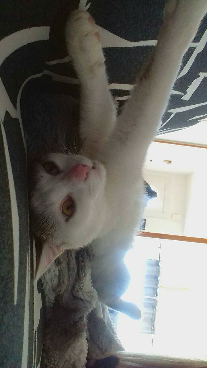 Kida a rejoint le concours — aidez-le/la à gagner de superbes lots ! canidae, carnivore, cat, companion_dog, domestic_short_haired_cat, fawn, felidae, fur, gesture, jaw, paw, small_to_medium_sized_cats, snout, tail, tree, whiskers, wood