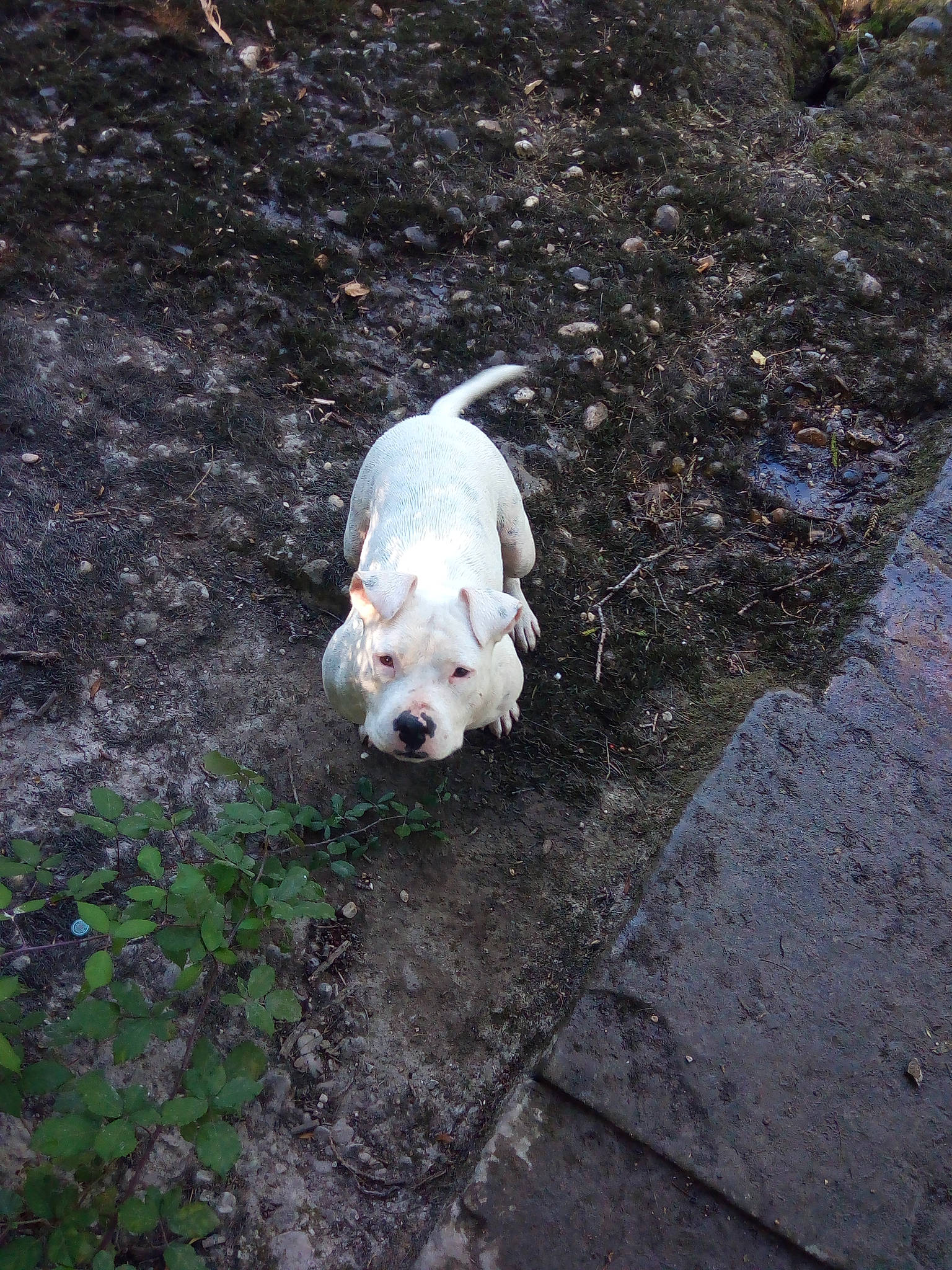 Lena participe au concours pour gagner de l'argent avec cette photo : adventure, asphalt, canidae, carnivore, companion_dog, dog, dog_breed, dog_supply, fawn, grass, puppy, road_surface, sidewalk, snout, soil, sporting_group, tail, terrestrial_animal, toy_dog, working_animal