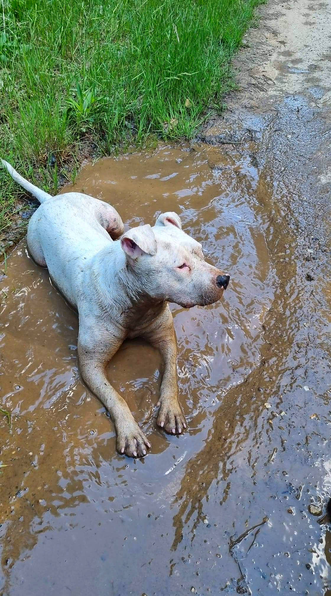 Lena participe au concours pour gagner de l'argent avec cette photo : body_of_water, canidae, carnivore, dog, dog_breed, fawn, grass, gun_dog, hunting_dog, liquid, mud, plant, snout, soil, sporting_group, tail, terrestrial_animal, water, wildlife, working_animal