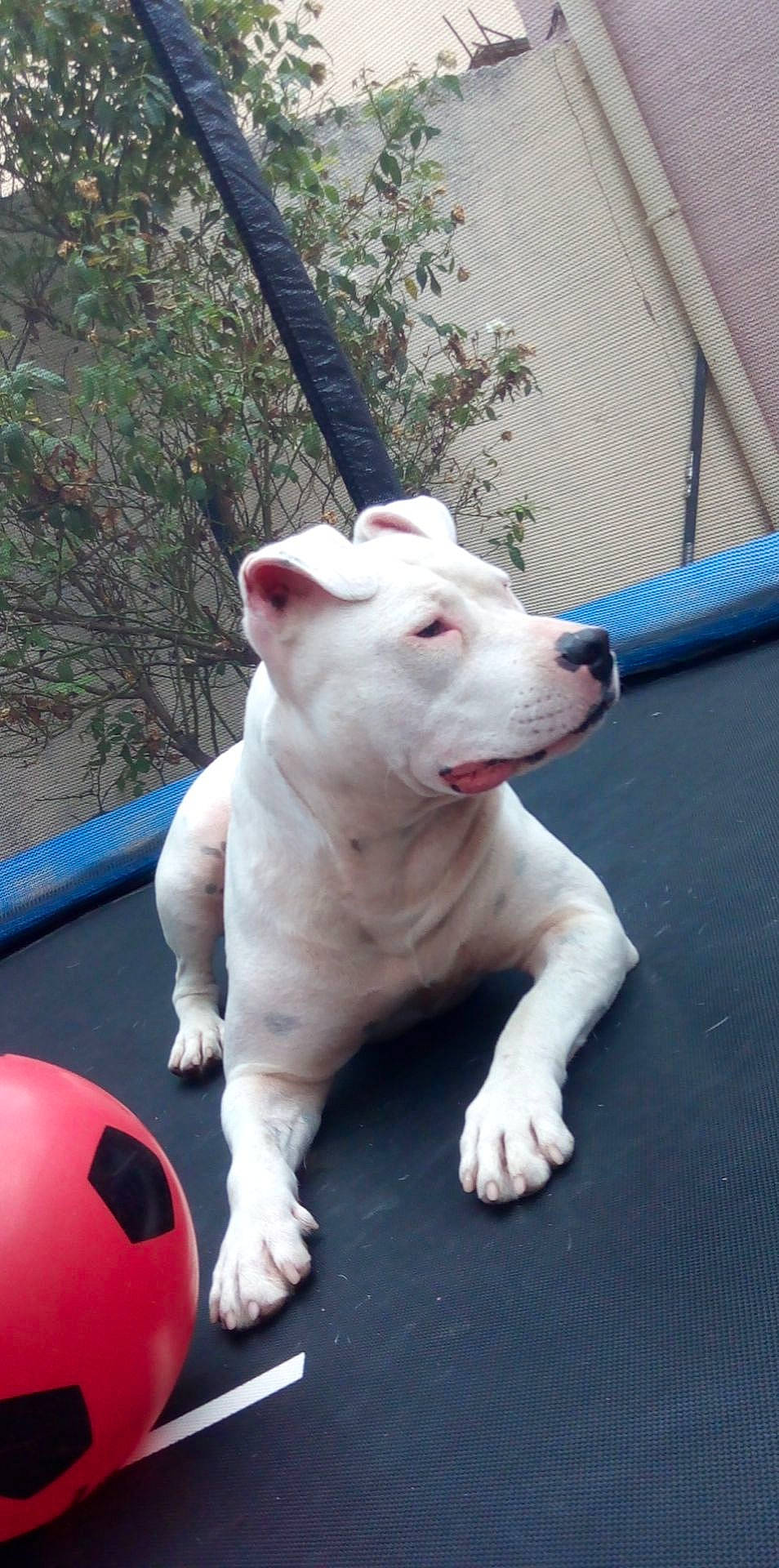 Lena participe au concours pour gagner de l'argent avec cette photo : bull_terrier, canidae, carmine, carnivore, collar, companion_dog, dog, dog_breed, dogo_argentino, dogo_guatemalteco, fawn, foot, grass, metal, non_sporting_group, plant, sporting_group, tail, terrestrial_animal, working_animal