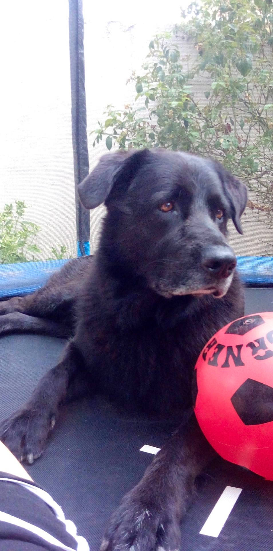 Paco participe au concours pour gagner de l'argent avec cette photo : ball, borador, canidae, carnivore, collar, companion_dog, dog, dog_breed, dog_collar, fur, gun_dog, personal_protective_equipment, plant, retriever, snout, sporting_group, terrestrial_animal, whiskers, working_animal, working_dog