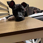 Coco joined the competition — help win amazing prizes! dog, black_dog, white_paws, bed, table, ears, indoor, resting, lying_down, wooden_table, family_photos, wall, game, bean_bag_toss, collar, muzzle, floor, furniture, relaxed, pet