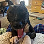 Coco is registered to the contest to win money with this photo: dog, tongue, paw, blanket, indoor, carpet, furniture, drawer, toy, window, light, person, plaid_pants, relaxed, pet, canine, home, yawn, happy, cozy