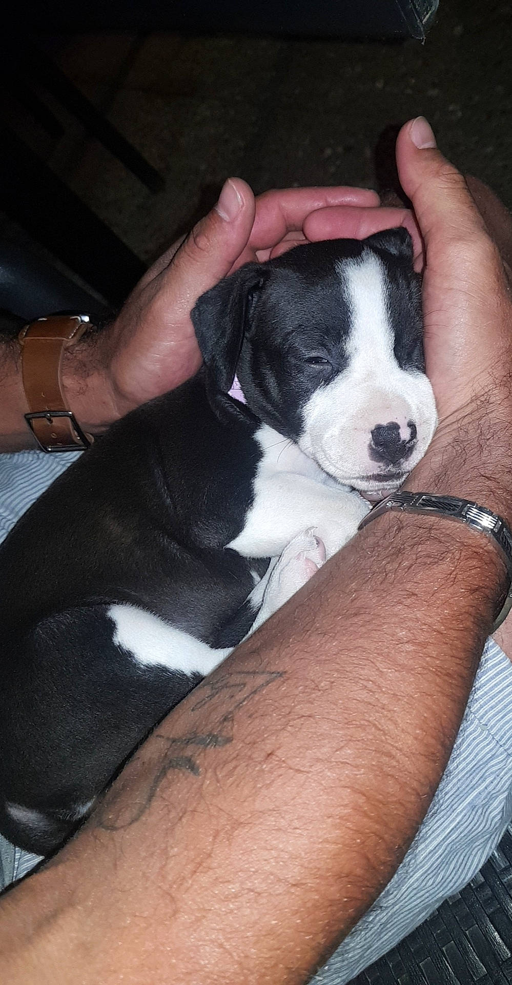 Nya participe au concours pour gagner de l'argent avec cette photo : american_pit_bull_terrier, american_staffordshire_terrier, canidae, carnivore, dog, dog_breed, feist, mammal, non_sporting_group, sporting_group, treeing_feist, vertebrate