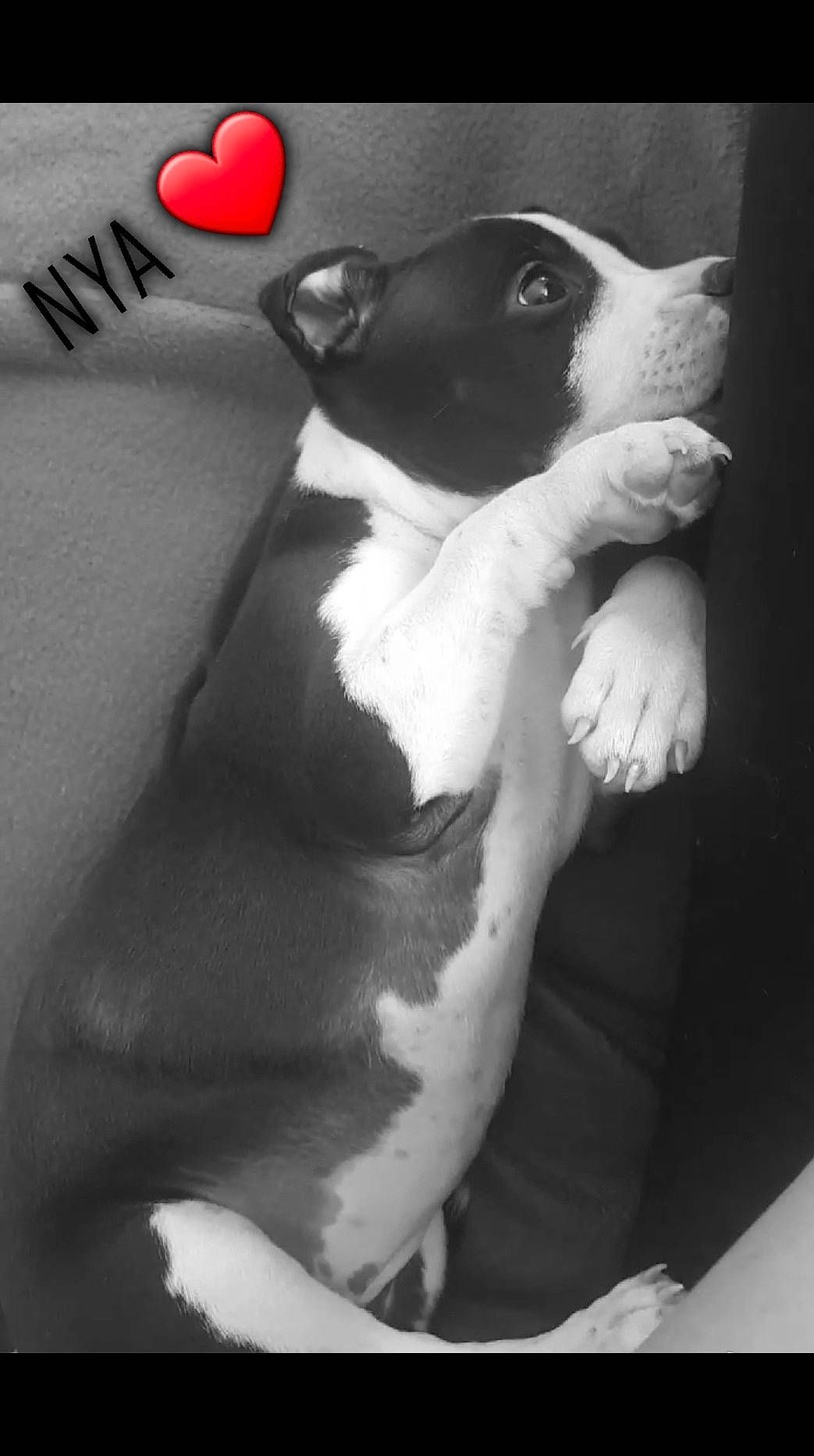 Nya a rejoint le concours — aidez-le/la à gagner de superbes lots ! american_pit_bull_terrier, american_staffordshire_terrier, black_and_white, boston_terrier, canidae, carnivore, dog, dog_breed, feist, non_sporting_group, pit_bull, puppy, rat_terrier, snout, tail, whiskers, white