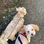 Benji joined the competition — help win amazing prizes! dog, pet, animal, leash, walking, outdoor, path, gravel, fur, ears, curious, brown, white, moss, leaves, nature, daylight, canine, two_dogs, companion