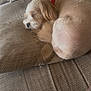 Benji joined the competition — help win amazing prizes! dog, sleeping, couch, red_collar, indoor, cozy, blanket, pillow, fur, pet, resting, curled_up, small_dog, relaxed, home, furniture, canine, cute, animal, napping