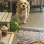 Benji is registered to the contest to win money with this photo: dog, small_dog, carpet, toy, green_ball, living_room, furniture, curtains, table, indoor, pet, floor, collar, curious, cute, fluffy, household, decor, colorful, animal