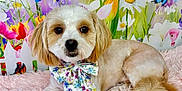 Benji is registered to the contest to win money with this photo: accessories, anemone, animal, canine, cockerspaniel, daisy, dog, flower, flowerarrangement, flowerbouquet, formalwear, indoors, interiordesign, pet, petal, plant, poodle, puppy, summer, whitedog