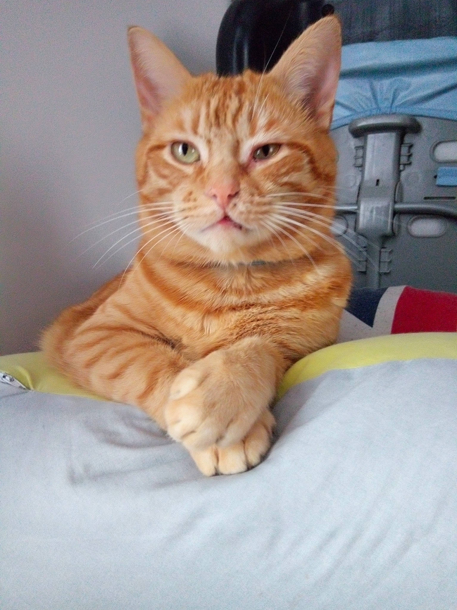 Milk participe au concours pour gagner de l'argent avec cette photo : carnivore, cat, claw, comfort, domestic_short_haired_cat, eye, fawn, felidae, fur, gesture, paw, peach, sitting, small_to_medium_sized_cats, snout, tail, whiskers, window, wood