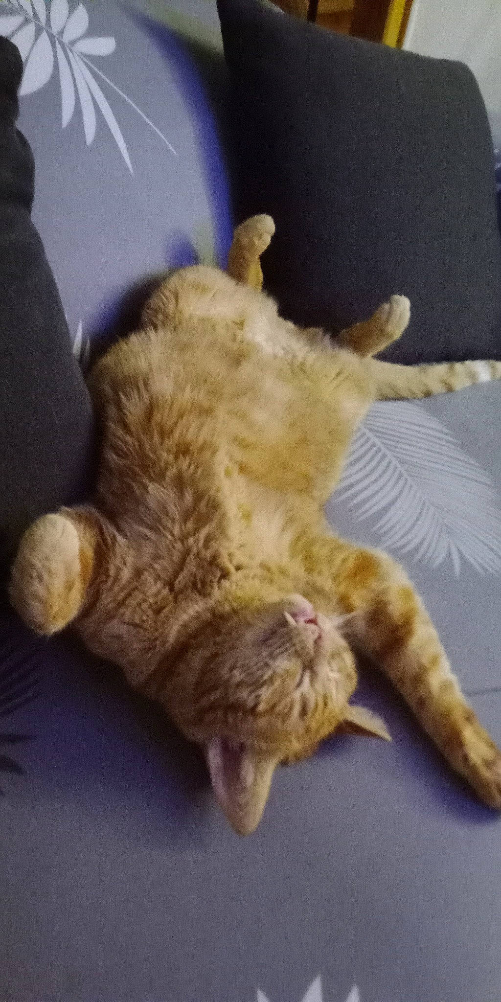 Milk participe au concours pour gagner de l'argent avec cette photo : bed, canidae, carnivore, cat, claw, cloud, comfort, domestic_short_haired_cat, fawn, felidae, foot, fur, gesture, linens, nap, paw, small_to_medium_sized_cats, sporting_group, tail, whiskers