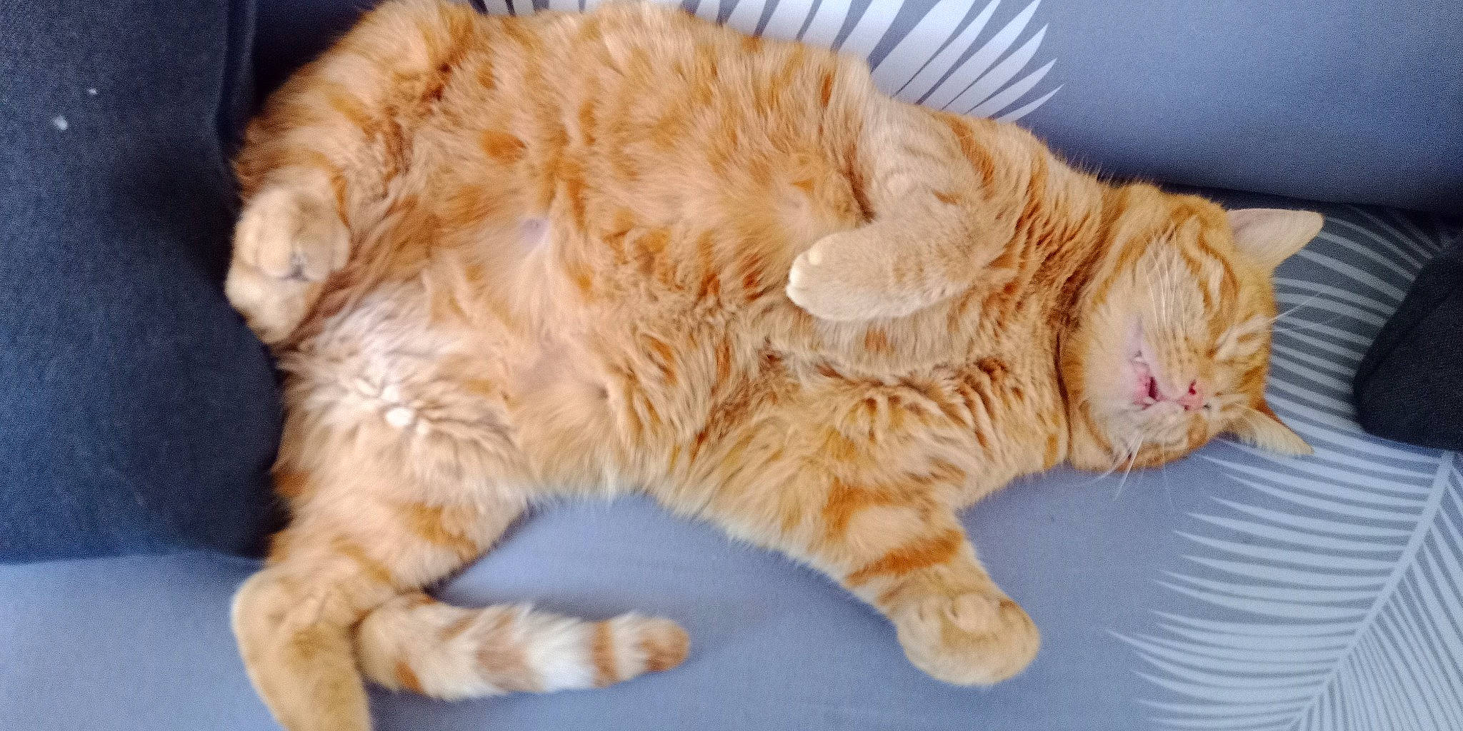 Milk a rejoint le concours — aidez-le/la à gagner de superbes lots ! carnivore, cat, claw, comfort, domestic_short_haired_cat, fawn, felidae, foot, fur, nap, paw, small_to_medium_sized_cats, tail, whiskers