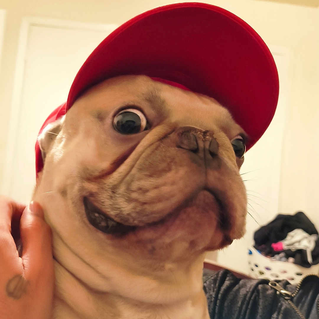 Platinum joined the competition — help win amazing prizes! animal, canine, close_up, clothing, companion, cute, dog, domestic_animal, funny_expression, fur, hand, household, indoor, laundry_basket, pet, portrait, pug, red_cap, tattoo, wide_eyes