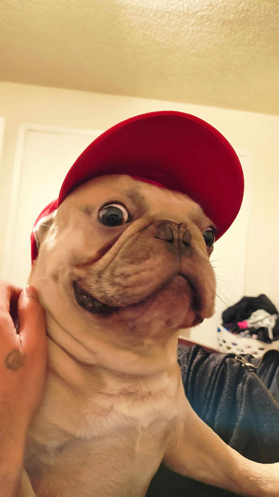 Platinum joined the competition — help win amazing prizes! animal, canine, close_up, clothing, companion, cute, dog, domestic_animal, funny_expression, fur, hand, household, indoor, laundry_basket, pet, portrait, pug, red_cap, tattoo, wide_eyes