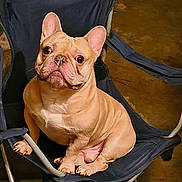 Platinum is registered to the contest to win money with this photo: animal, brown_floor, canine, chair, companion, cute, dog, domestic_animal, ears_up, folding_chair, french_bulldog, indoor, looking_up, nail, paw, pet, pet_portrait, resting, short_hair, sitting