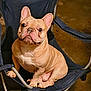 animal, brown_floor, canine, chair, companion, cute, dog, domestic_animal, ears_up, folding_chair, french_bulldog, indoor, looking_up, nail, paw, pet, pet_portrait, resting, short_hair, sitting