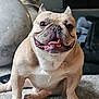 Platinum joined the competition — help win amazing prizes! dog, french_bulldog, smiling, pet, indoor, carpet, cute, animal, canine, happy, sitting, portrait, friendly, domestic, furry, companion, background, blurred, paw, tongue