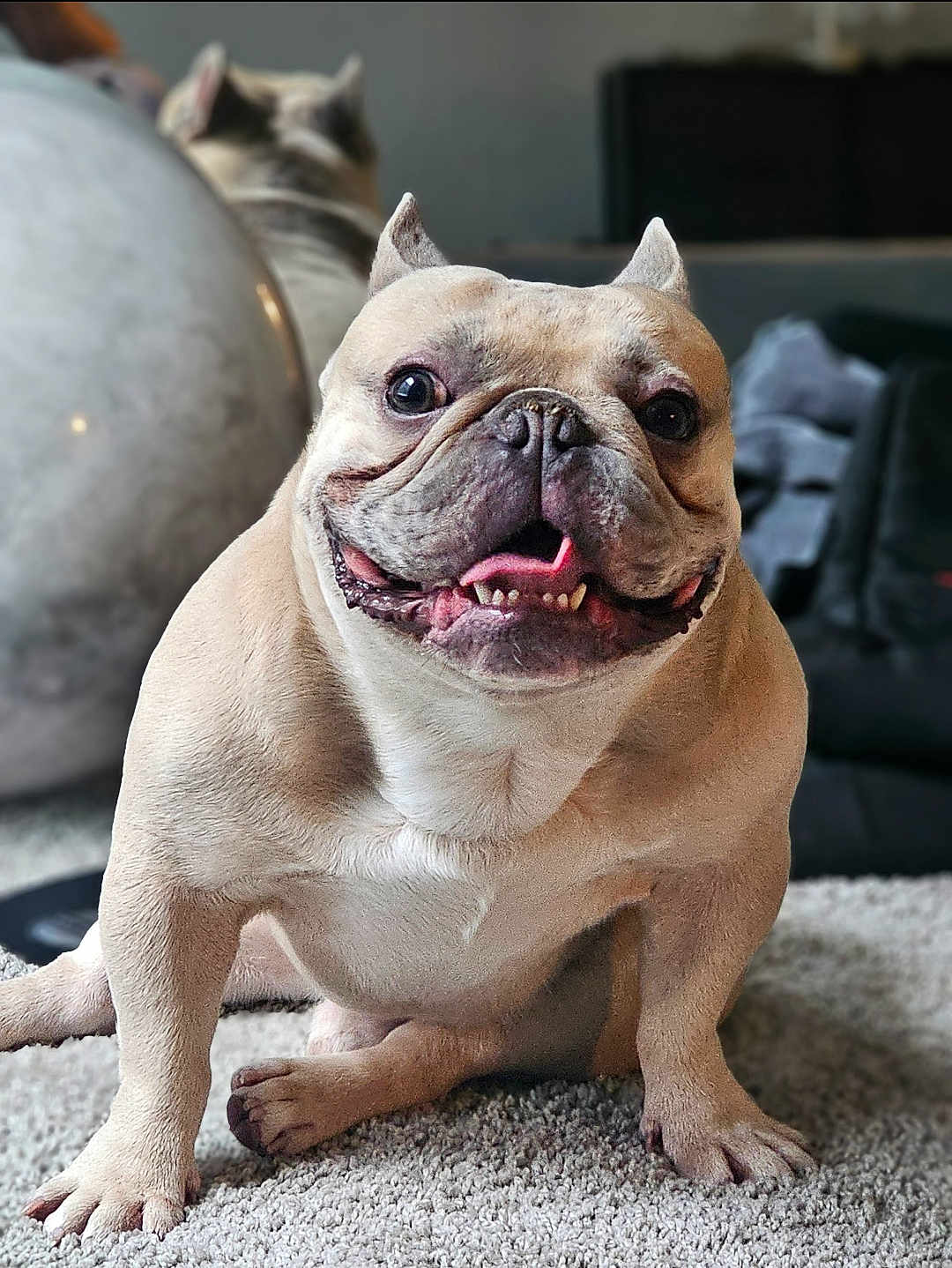 Platinum joined the competition — help win amazing prizes! dog, french_bulldog, smiling, pet, indoor, carpet, cute, animal, canine, happy, sitting, portrait, friendly, domestic, furry, companion, background, blurred, paw, tongue