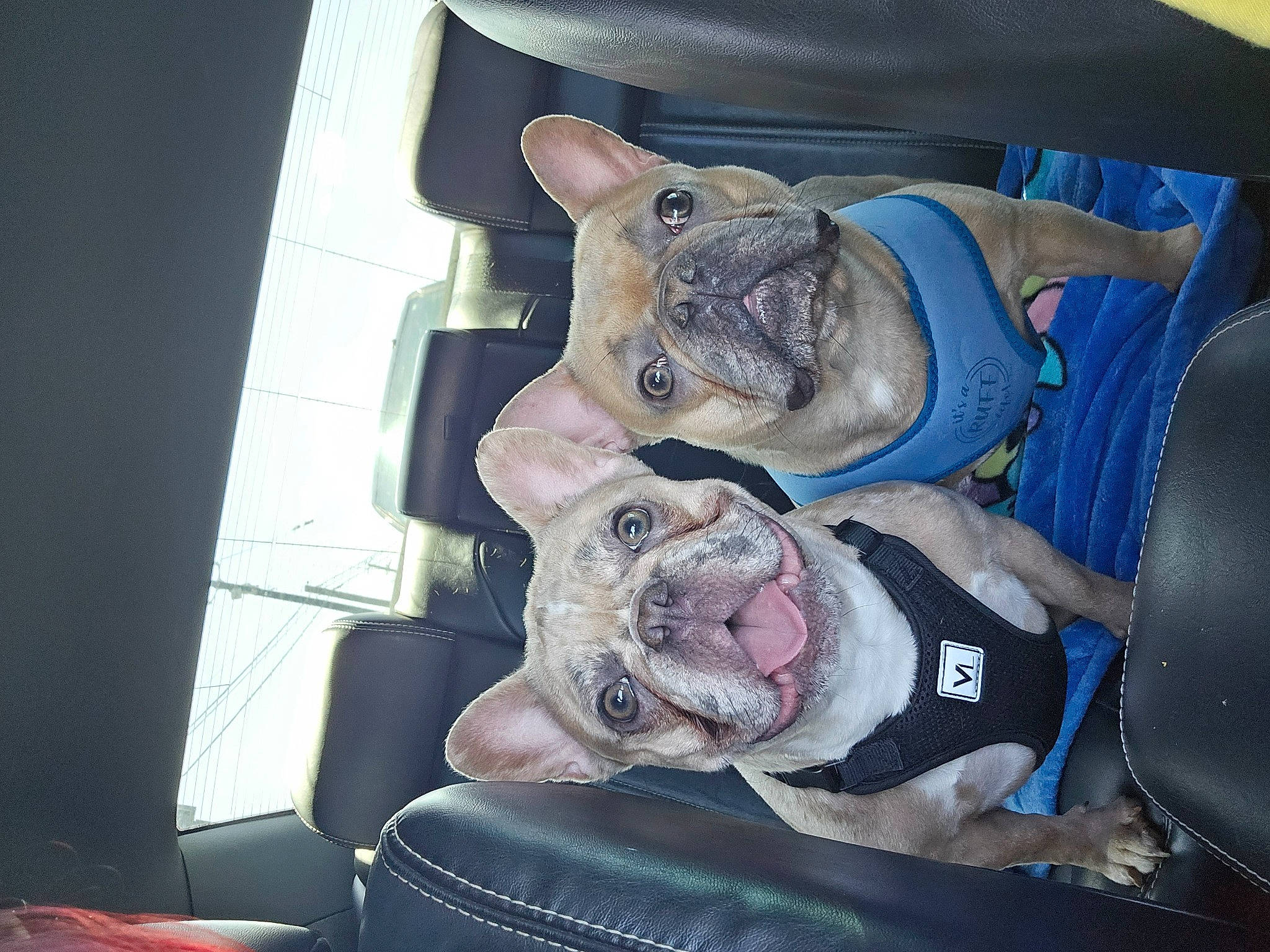 Harley Runt is registered to the contest to win money with this photo: auto_part, canidae, carmine, carnivore, comfort, companion_dog, dog, dog_breed, dog_supply, fawn, flesh, guard_dog, jaw, non_sporting_group, snout, sporting_group, vehicle_door, walking_shoe, whiskers