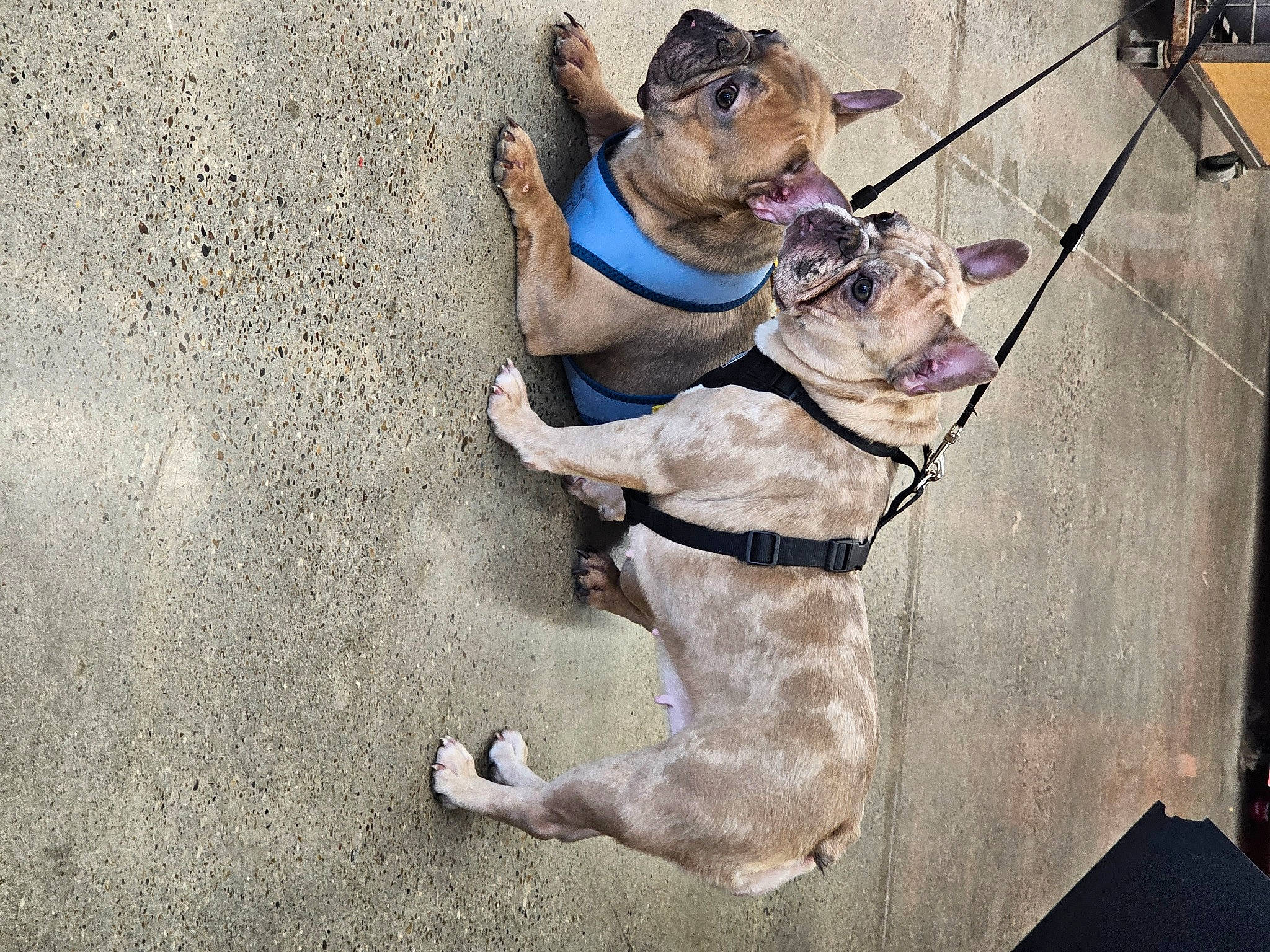 Harley Runt is registered to the contest to win money with this photo: adventure, canidae, carnivore, collar, companion_dog, dog, dog_breed, dog_collar, dog_supply, dog_walking, fashion_accessory, fawn, leash, non_sporting_group, pet_supply, pug, snout, sporting_group, working_animal, working_dog