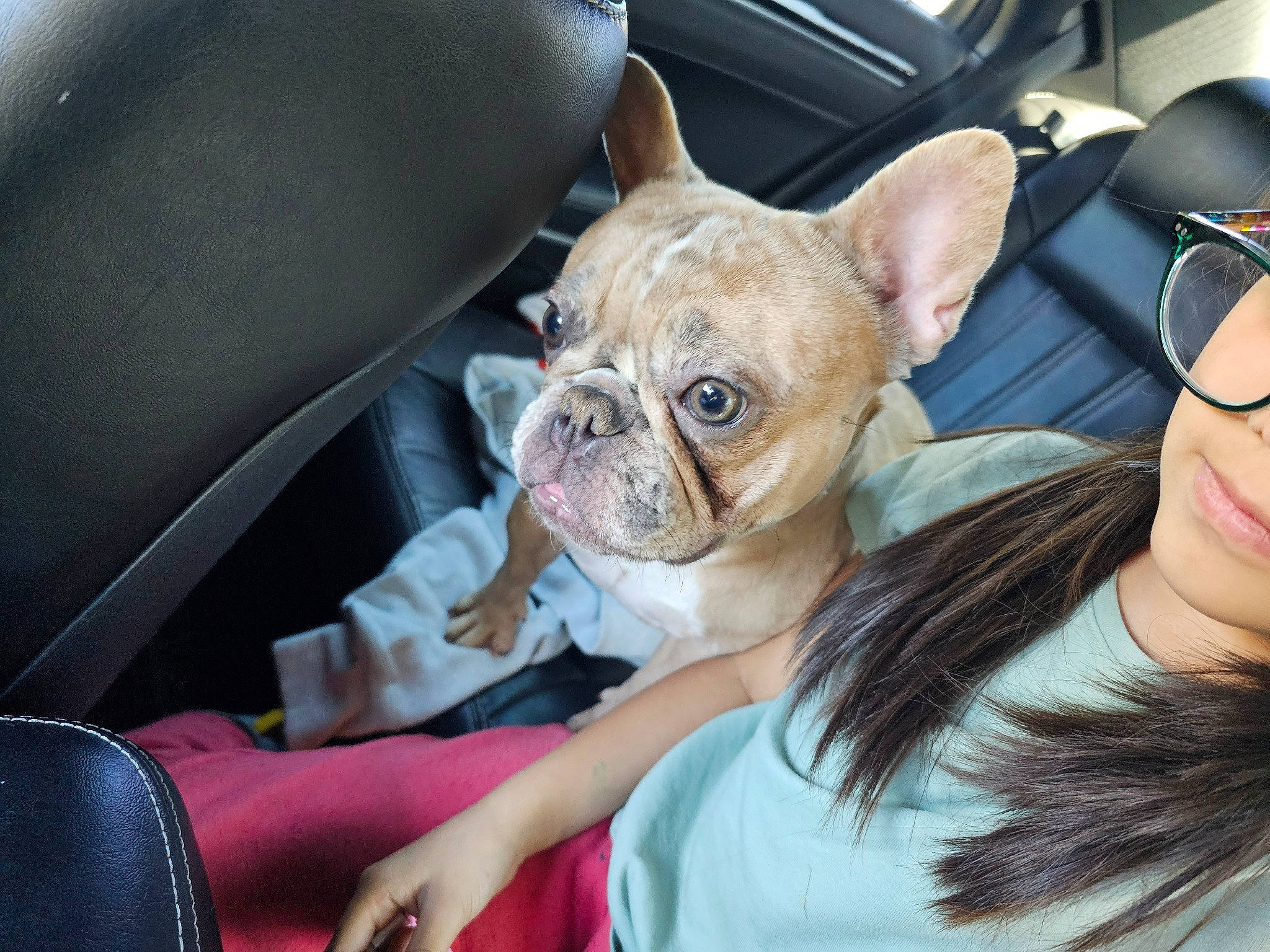 Harley Runt joined the competition — help win amazing prizes! auto_part, canidae, car_seat, carnivore, chihuahua, comfort, companion_dog, dog, dog_breed, dog_supply, eyewear, fawn, fur, glasses, goggles, snout, sunglasses, toy_dog, whiskers, working_animal