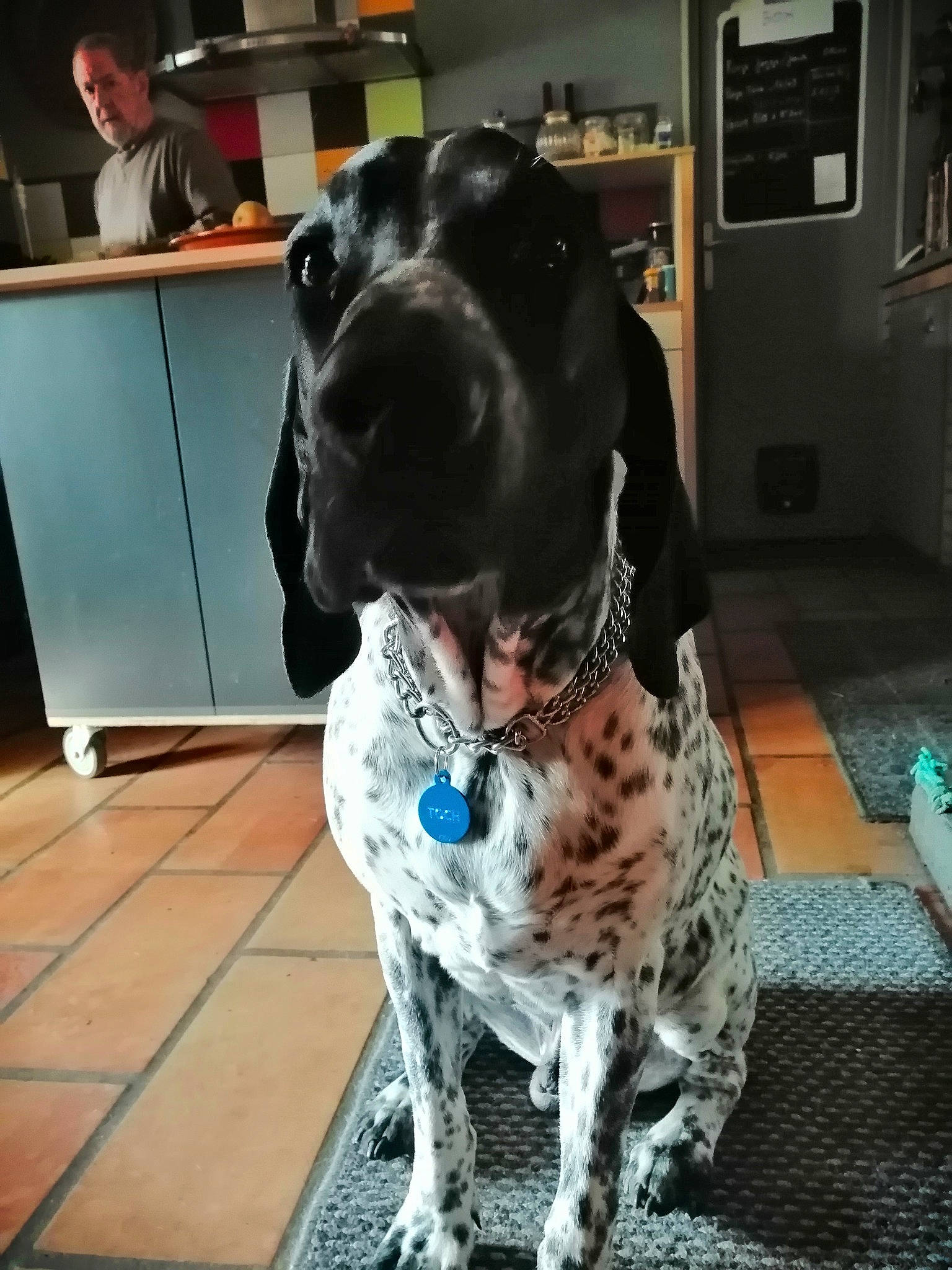 Toch Du Ruisseau De Montbrun participe au concours pour gagner de l'argent avec cette photo : braque_francais, canidae, carnivore, chair, collar, companion_dog, dalmatian, dog, dog_breed, dog_collar, flooring, fur, kitchen_appliance, metal, old_danish_pointer, picture_frame, snout, sporting_group, suit, working_animal